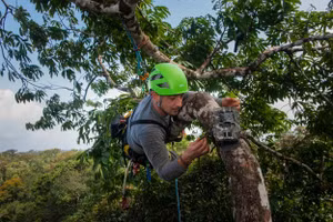 Nhà nghiên cứu gắn bẫy ảnh theo dõi động vật hoang dã trên cây tại Guiana thuộc Pháp.