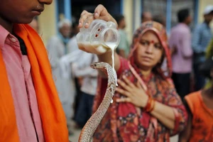 Lễ hội thờ thần Rắn Nag Panchami tại Ấn Độ.