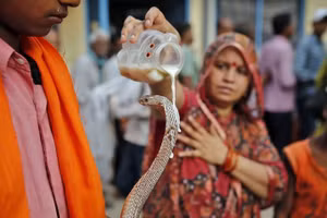 Lễ hội thờ thần Rắn Nag Panchami tại Ấn Độ.