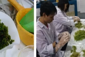 Xử lý các mẫu rêu tại phòng thí nghiệm.