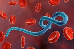 Bệnh do virus Marburg gây ra đang diễn biến phức tạp. 