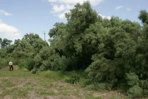 Lượng muối cực cao trong thân và lá cho phép cây Tamarix aphylla chống cháy. Ảnh: Kern.audubon.org