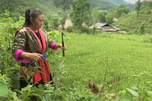 Chị Thào Thị Mày đi lấy dây Nhớt về làm giấy.