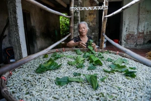 Bà Nguyễn Thị Nhạn cần mẫn chăm nong tằm.