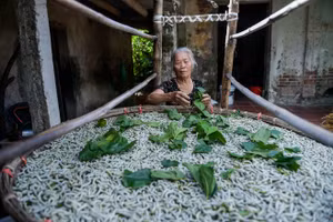 Bà Nguyễn Thị Nhạn cần mẫn chăm nong tằm.