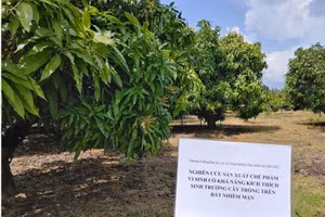 Hình ảnh thử nghiệm chế phẩm tại vườn xoài ở Cần Giờ (TPHCM).