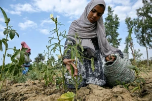 Trẻ em gái Pakistan phải làm ruộng thay vì được đi học.