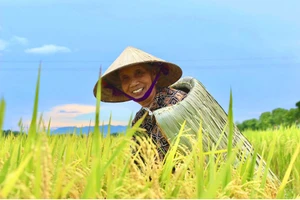 Trên cánh đồng mùa gặt tại Hà Tĩnh, vẫn thấp thoáng hình ảnh áo tơi Yên Lạc giữa thời hiện đại.