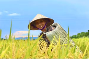 Trên cánh đồng mùa gặt tại Hà Tĩnh, vẫn thấp thoáng hình ảnh áo tơi Yên Lạc giữa thời hiện đại.