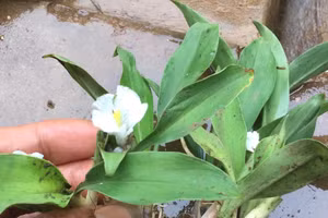 Cây Ngải năm ông chứa nhiều hoạt chất kháng các loại vi khuẩn gây mụn.