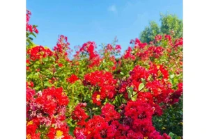 Hoa tường vi huyết long. Ảnh minh họa: INT
