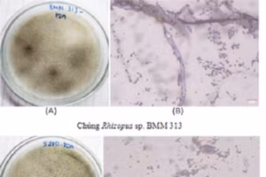 Hai chủng nấm được phân lập có khả năng sản xuất lovastatin.