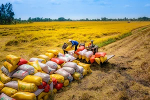 Nông dân thu hoạch lúa. Ảnh minh họa: INT