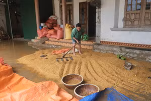 Lũ bất ngờ, người dân Hà Tĩnh không kịp trở tay khiến lúa đã gặt về nhà nhưng vẫn bị ngâm trong nước. Ảnh: C.K