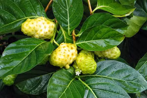 Quả nhàu chứa nhiều hoạt chất chống oxy hóa.