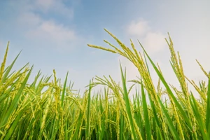 3 giống lúa siêu nguyên chủng tạo ra sản phẩm gạo có chất lượng cao. Ảnh minh họa: INT