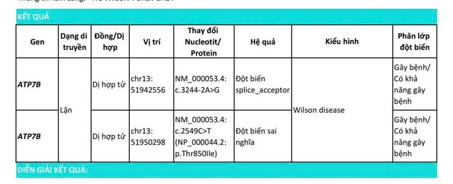 Đột biến gen ATP7B khiến protein vận chuyển đồng tại gan bị rối loạn chức năng, làm giảm bài tiết đồng vào mật và dẫn đến tích tụ đồng trong gan, não, giác mạc và các mô khác. z7132303915345-e53e94214dcf8f5aefac835c605eea9a.jpg