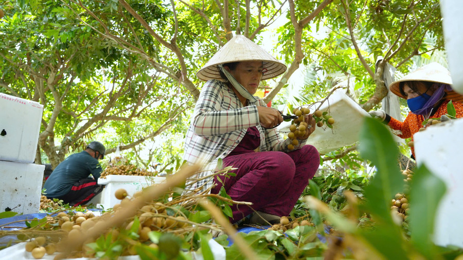 Người dân phường Long Hoa (Tây Ninh) mở rộng diện tích trồng cây nhãn da bò nhờ chương trình vay vốn ưu đãi. 