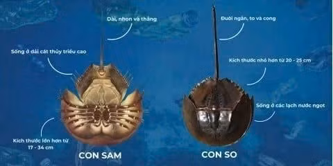 So biển thường bị nhầm với sam biển.