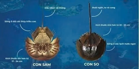 So biển thường bị nhầm với sam biển.