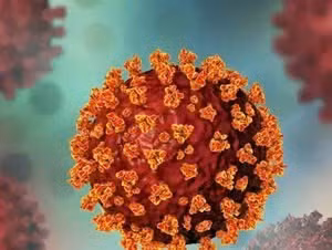 Hình ảnh biến chủng NB.1.8.1. 