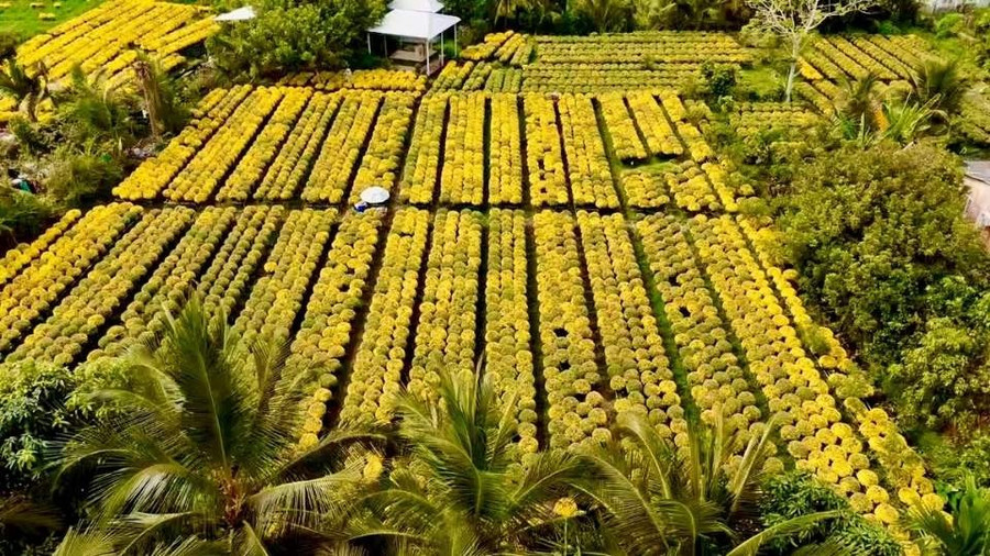 Theo UBND xã Chợ Lách, tỉnh Vĩnh Long, người dân vận chuyển hoa, kiểng Tết không cần phải có giấy xác nhận.