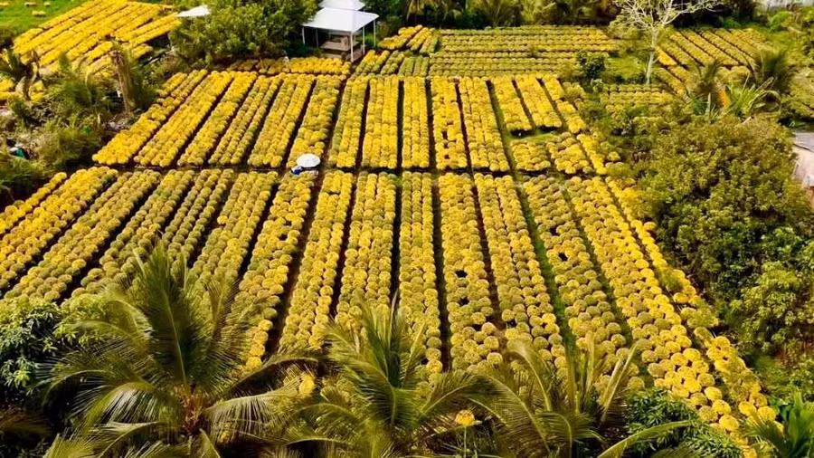 Theo UBND xã Chợ Lách, tỉnh Vĩnh Long, người dân vận chuyển hoa, kiểng Tết không cần phải có giấy xác nhận.