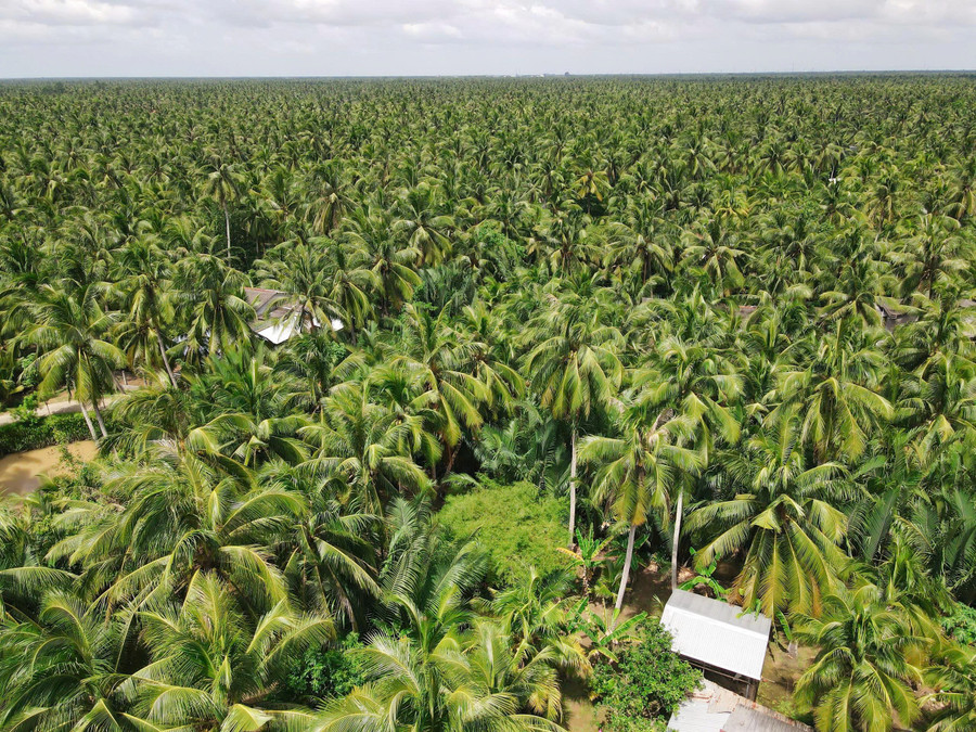 Diện tích dừa của tỉnh Vĩnh Long chiếm hơn 50% diện tích dừa cả nước.