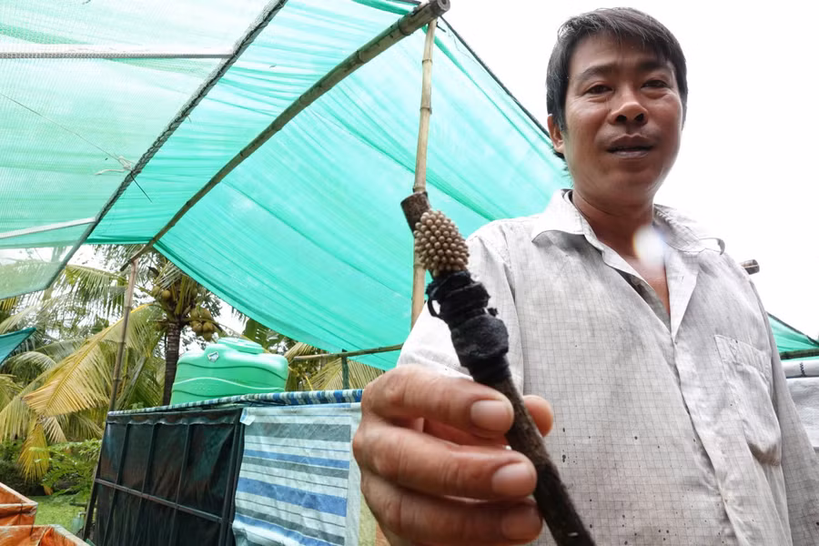 Anh Huỳnh Văn Thuận và ổ trứng cà cuống do anh nuôi tạo.