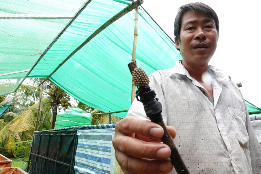 Anh Huỳnh Văn Thuận và ổ trứng cà cuống do anh nuôi tạo.