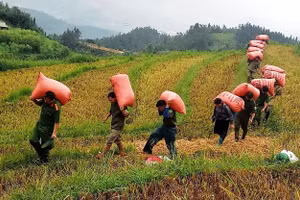 Hơn 100 bao thóc của gia đình ông Thào A Chư, phường Sa Pả để ngoài đồng đã được lực lượng Công an vận chuyển về cất trữ trong nhà. 