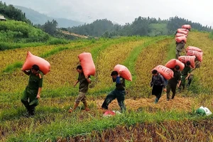 Hơn 100 bao thóc của gia đình ông Thào A Chư, phường Sa Pả để ngoài đồng đã được lực lượng Công an vận chuyển về cất trữ trong nhà. 