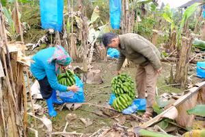 Huyện Mường Khương nỗ lực tạo sinh kế để người dân tự vươn lên thoát nghèo.