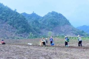 Người dân xã Pú Nhung trồng ngô.