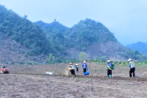 Người dân xã Pú Nhung trồng ngô.