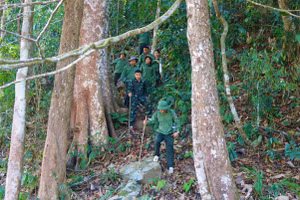Cán bộ Ban Quản lý Khu DTTN Mường Nhé tham gia tuần tra bảo vệ rừng. 