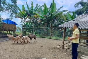 Mô hình chăn nuôi hươu của ông Lý A Phừ, xã Dào San, huyện Phong Thổ.