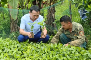 Người dân xã Chiềng Sinh chú trọng phát triển kinh tế hướng tới giảm nghèo bền vững.