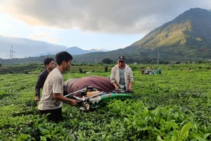 Người dân xã Bản Bo, huyện Tam Đường thu hái chè.