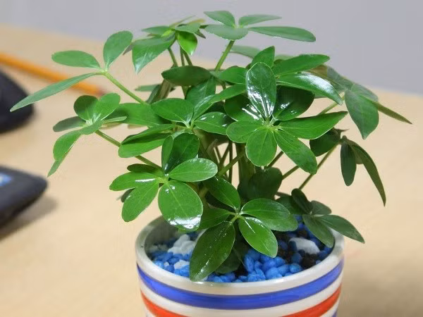 cay-ngu-gia-bi2.jpg