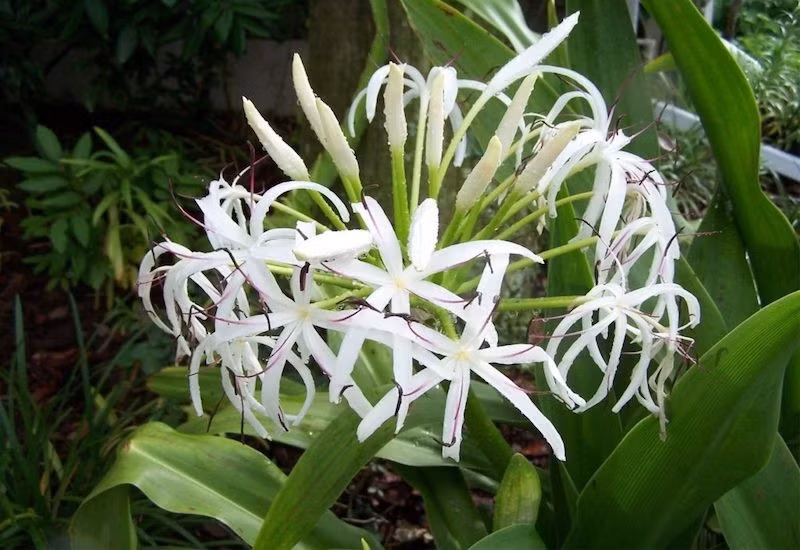 image007.png