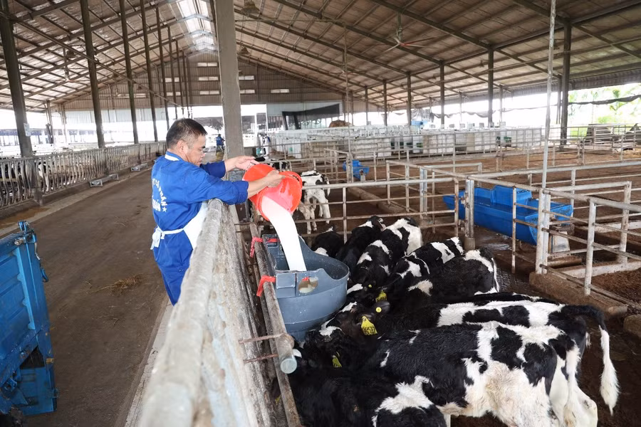 Không chỉ dựa vào công nghệ hay các tiêu chuẩn chăn nuôi hiện đại, chất lượng của Sữa Tươi Kun còn được hình thành từ sự phối hợp đồng bộ của nhiều khâu sản xuất. Đó là những người nông dân am hiểu đất đai địa phương; là đội ngũ chuyên gia dinh dưỡng tính toán khẩu phần phù hợp cho đàn bò; là các kỹ sư, bác sĩ thú y chăm sóc vật nuôi theo quy trình nghiêm ngặt; cùng hệ thống quản lý chất lượng xuyên suốt từ trang trại đến nhà máy.