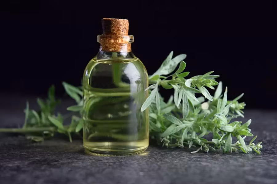 Một nghiên cứu cho thấy ngải cứu giúp cải thiện tiêu hóa bằng cách giảm co thắt ở dạ dày và ruột. (Ảnh: ITN)