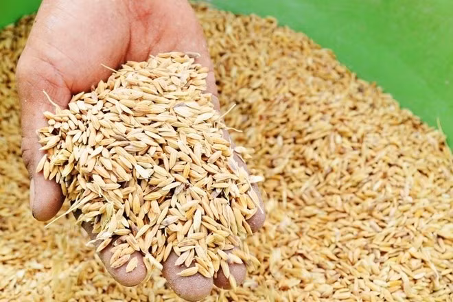 Cấp phát miễn phí 100 tấn lúa giống hỗ trợ người dân TP Huế khắc phục hậu quả bão số 1.