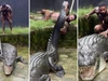 Du khách Mỹ gây phẫn nộ vì vật cá sấu để quay video TikTok