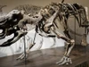 Khủng long pachyrhinosaurus Iddesleigh được trưng bày tại Bảo tàng Hoàng gia Tyrrell, Alberta, Canada.