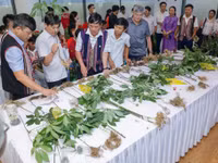 Hội đồng chuyên môn đánh giá các cây Sâm Ngọc Linh tham gia Hội thi tôn vinh vẻ đẹp Sâm Ngọc Linh. Ảnh: Cổng TTĐT Đà Nẵng