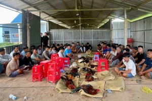 Hàng chục người đánh bạc theo hình thức đá gà bị Công an Tây Ninh bắt quả tang. (Ảnh: Công an Tây Ninh)