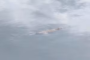 Cá sấu bơi trên kênh Nước Đen, phường Bình Hưng Hòa, TPHCM. (Ảnh: Phúc Uyên)