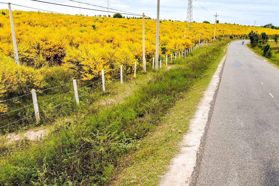 Những cung đường ven biển Phan Thiết nhuộm vàng màu hoa keo lá tràm.